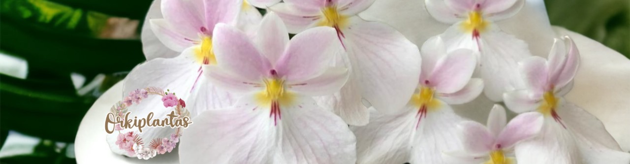 ORKI PLANTAS